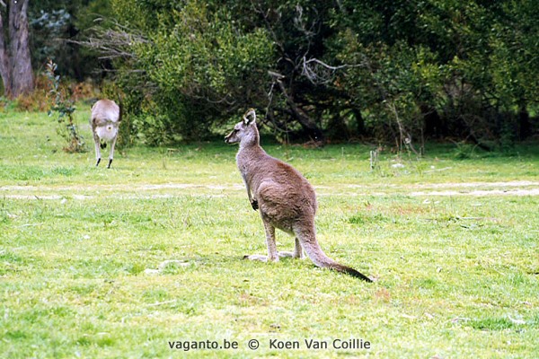 Tidbinbilla