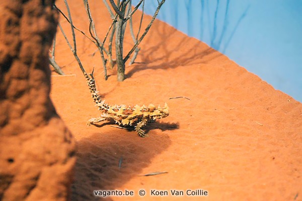 thorny devil