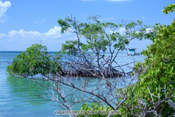 Caye Caulker