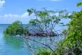 Caye Caulker