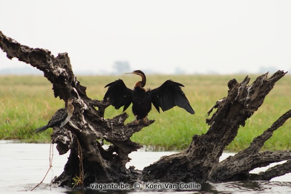 Chobe rivier