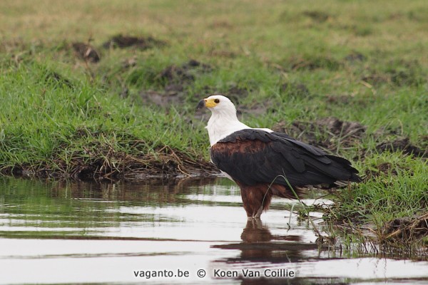 Chobe rivier