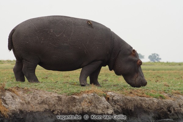 Chobe rivier