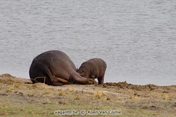 Chobe National Park