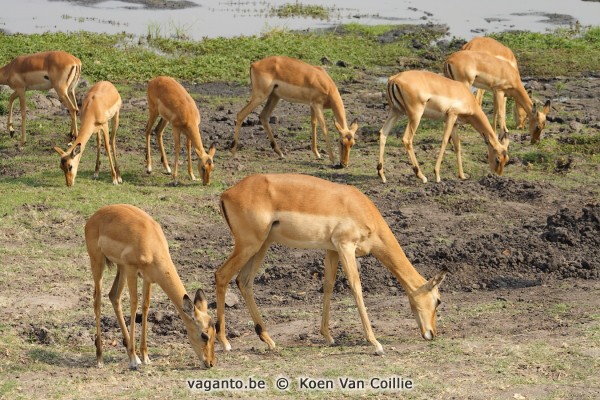 Chobe National Park