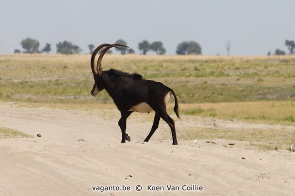 Chobe National Park