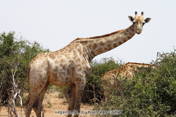 Chobe National Park