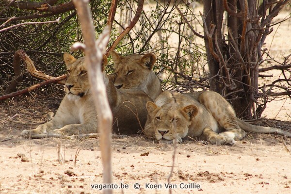 Chobe National Park