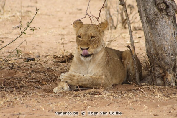 Chobe National Park