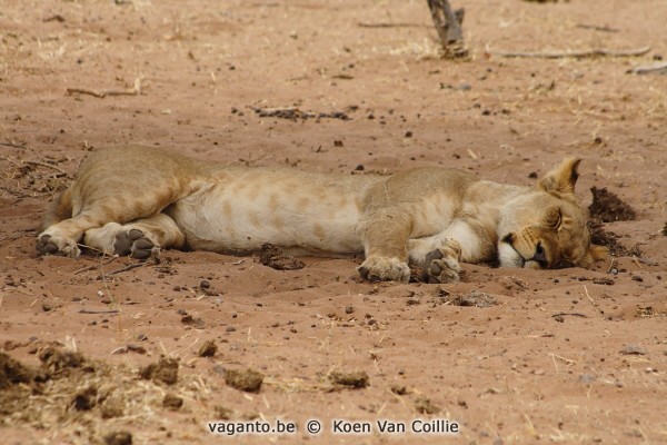 Chobe National Park