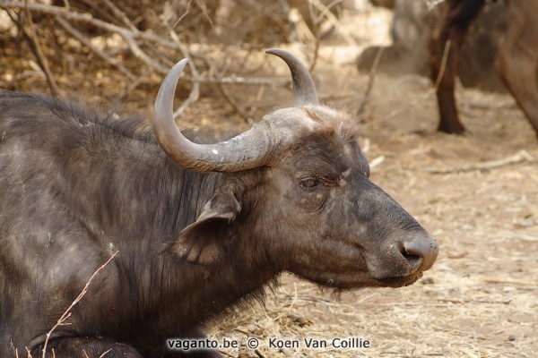 Chobe National Park