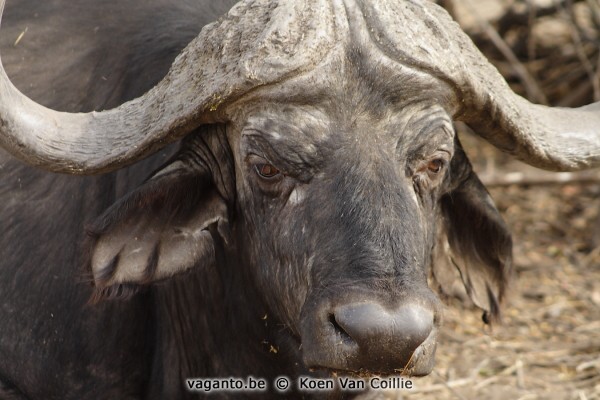 Chobe National Park