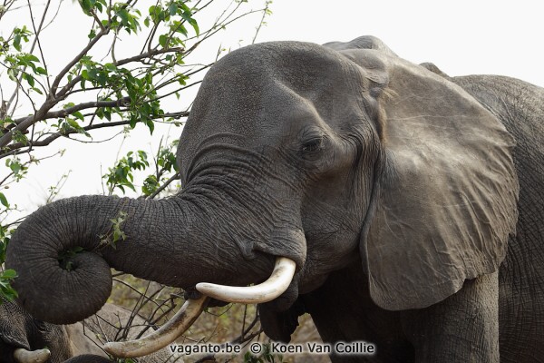 Chobe National Park