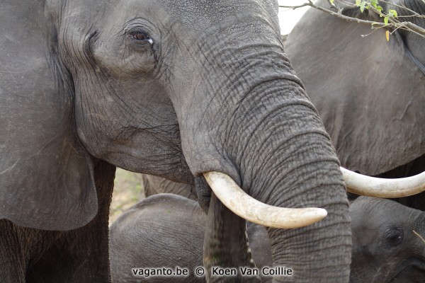 Chobe National Park