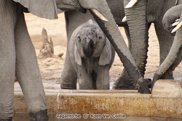 Chobe National Park