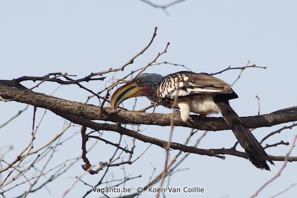 Moremi Game Reserve