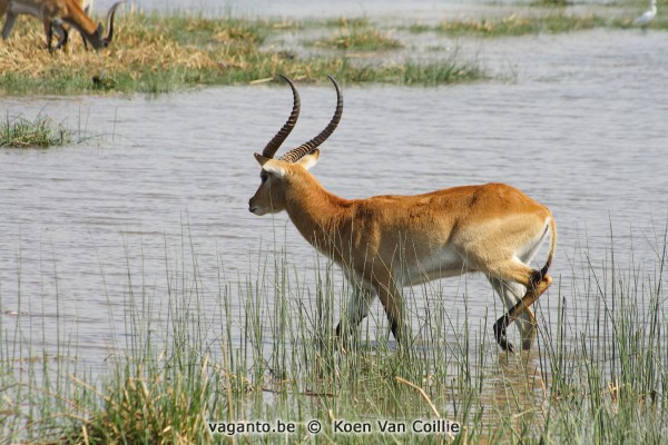 Moremi Game Reserve