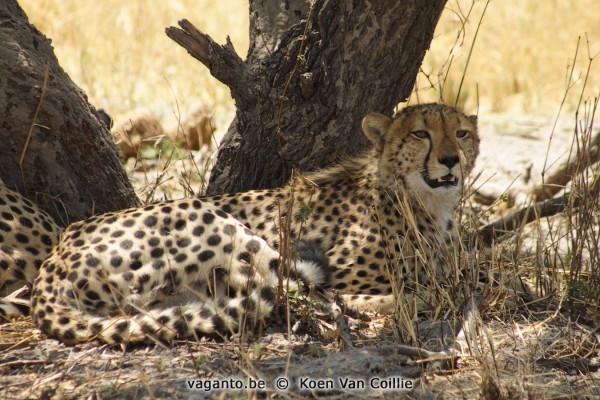 Moremi Game Reserve