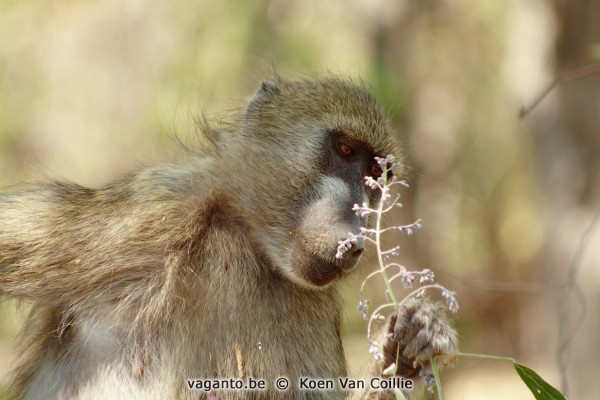 Moremi Game Reserve