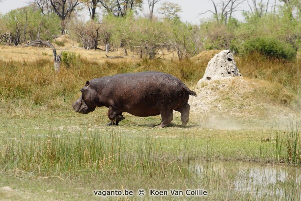 Moremi Game Reserve