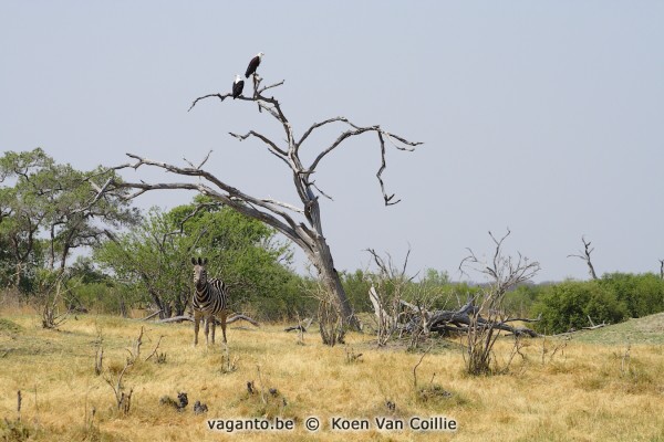 Moremi Game Reserve