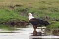 Chobe River