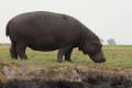 Chobe River