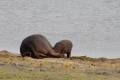 Chobe National Park