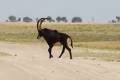 Chobe National Park