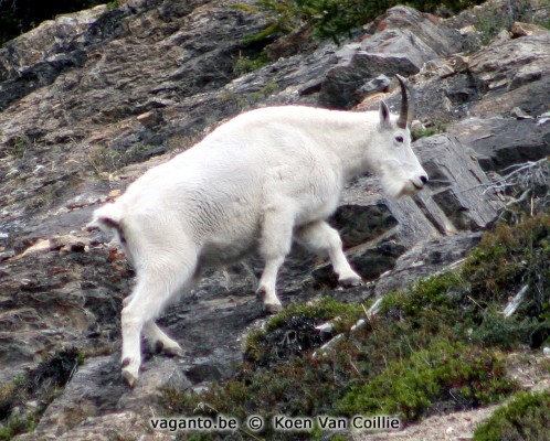 Jasper NP