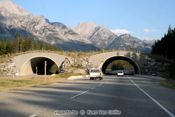 Banff NP