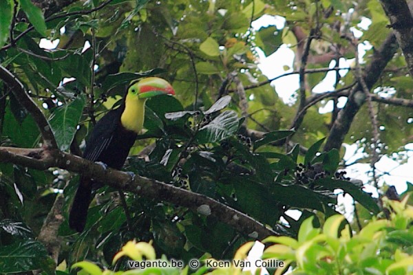 Tortuguero