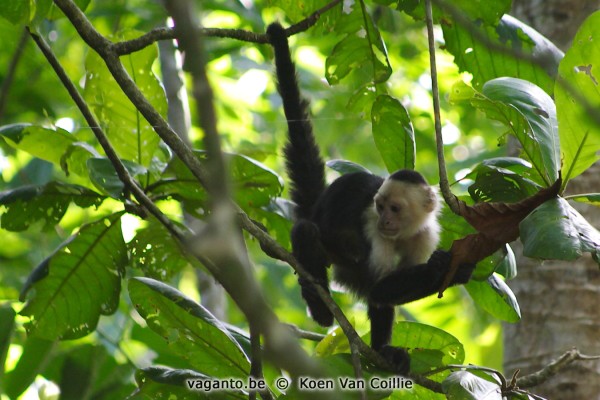 Cahuita