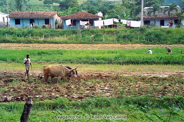 Viñales