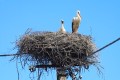 storks