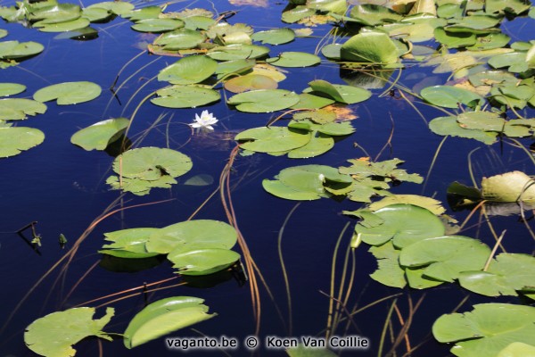 Lake Skadar