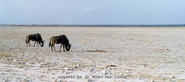 Etosha