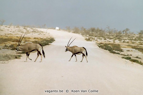 Etosha