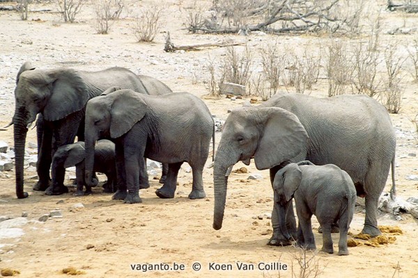 Etosha