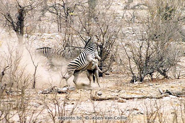 Etosha