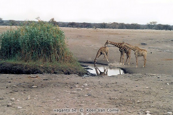 Etosha