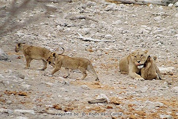 Etosha