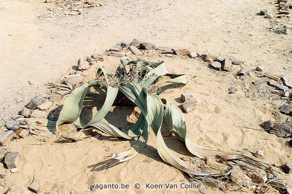 Welwitschia