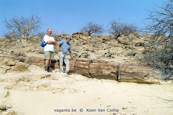 Petrified Forest