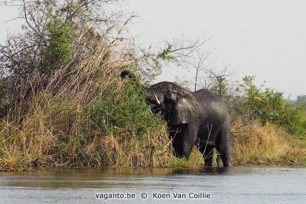 Kwando River