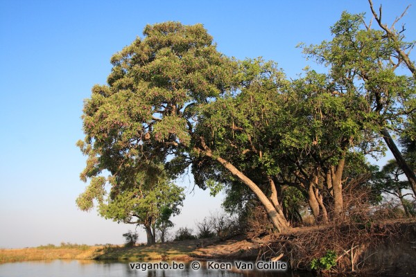 Kwando River