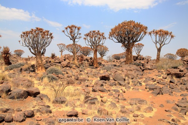 Quiver Tree Forest