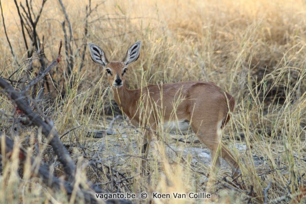 Etosha