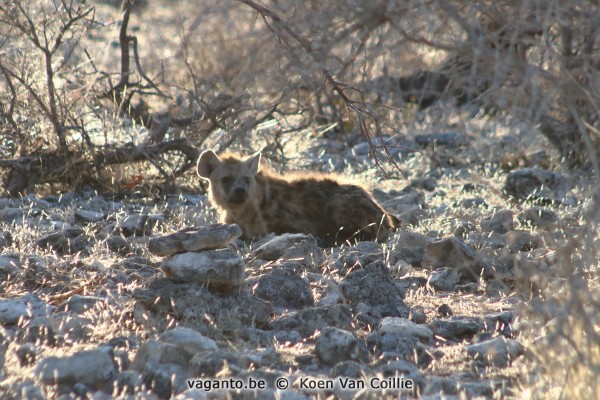 Etosha