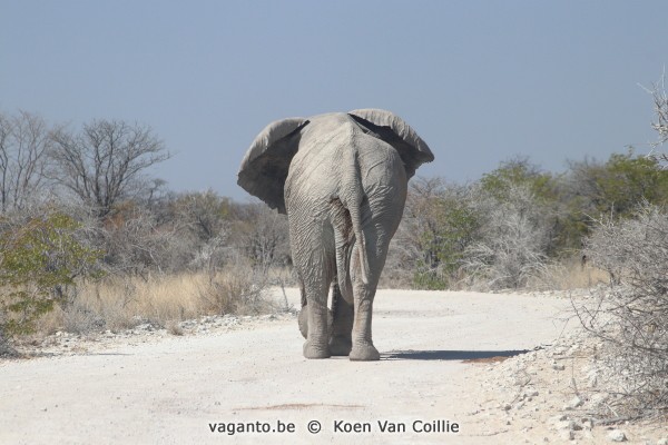 Etosha